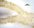 Mesogloia lanosa4